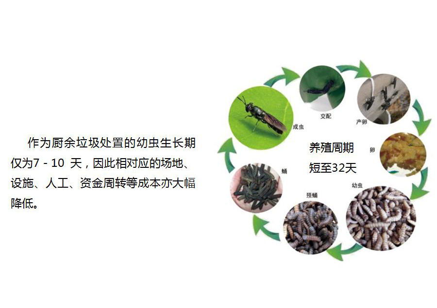 黑水虻怎么處理餐廚垃圾？